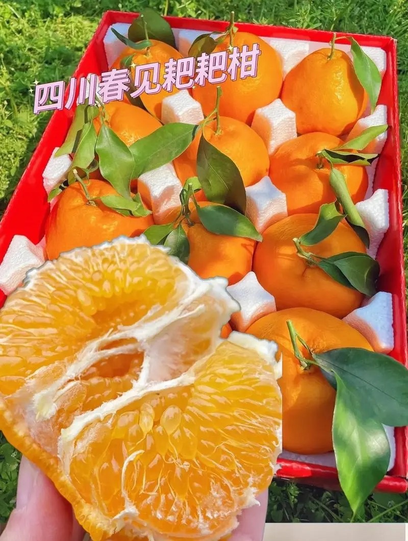 正宗四川春见耙耙柑，果瓤薄如蝉翼，果肉粒粒爆汁。