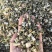 益母草坤草新货山东产地货源大货供应七彩百草中药材批发