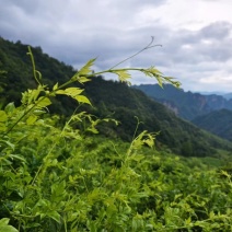 湖南野生藤茶大量上市质量保证欢迎老板来电下单