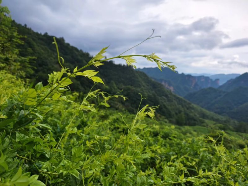 精品野生藤茶质量保证量大优惠欢迎老板来电咨询