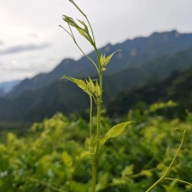 精品野生藤茶质量保证量大优惠欢迎老板来电咨询