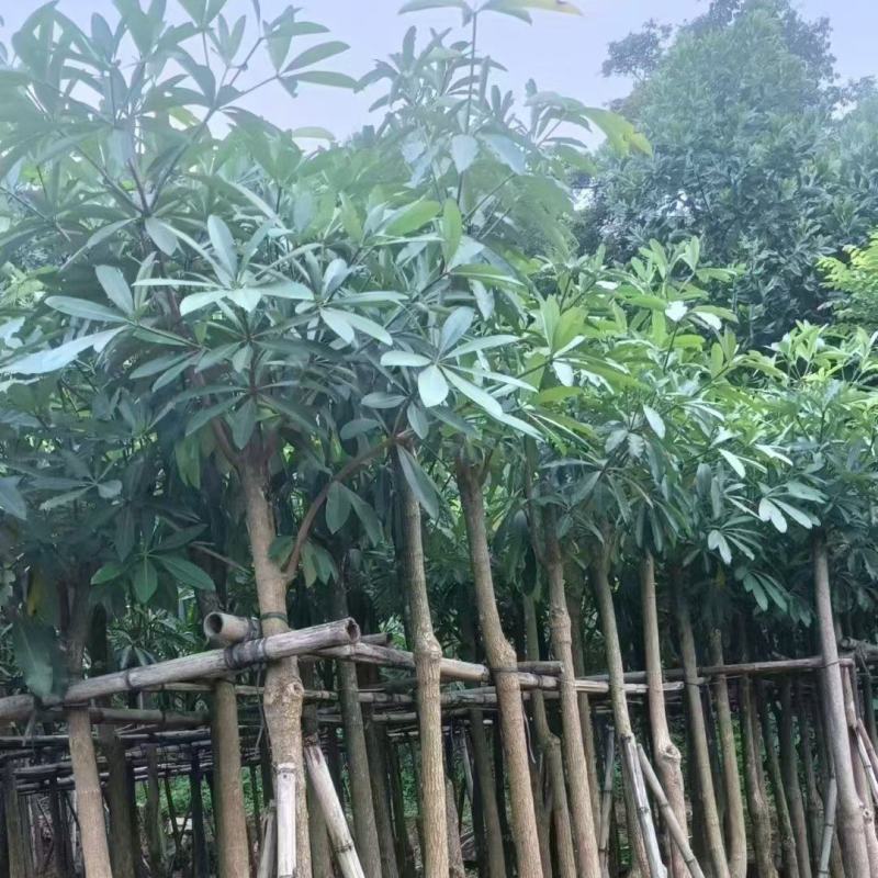 盆架子