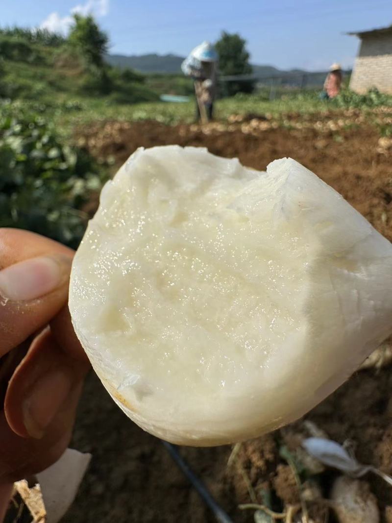 贵州普定地萝卜