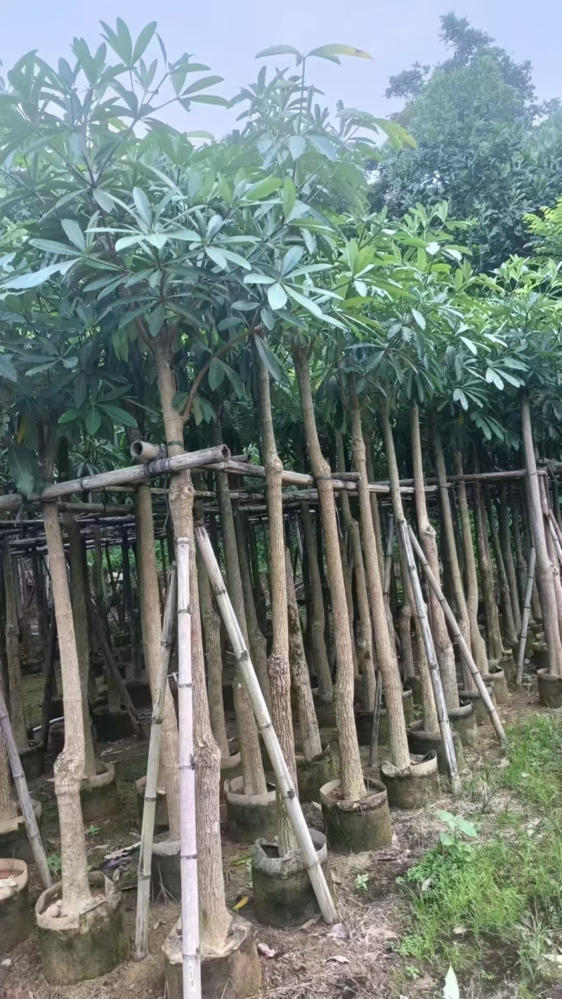 盆架子
