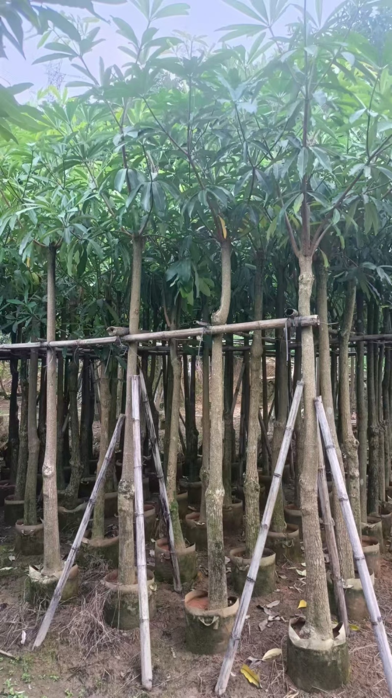 盆架子