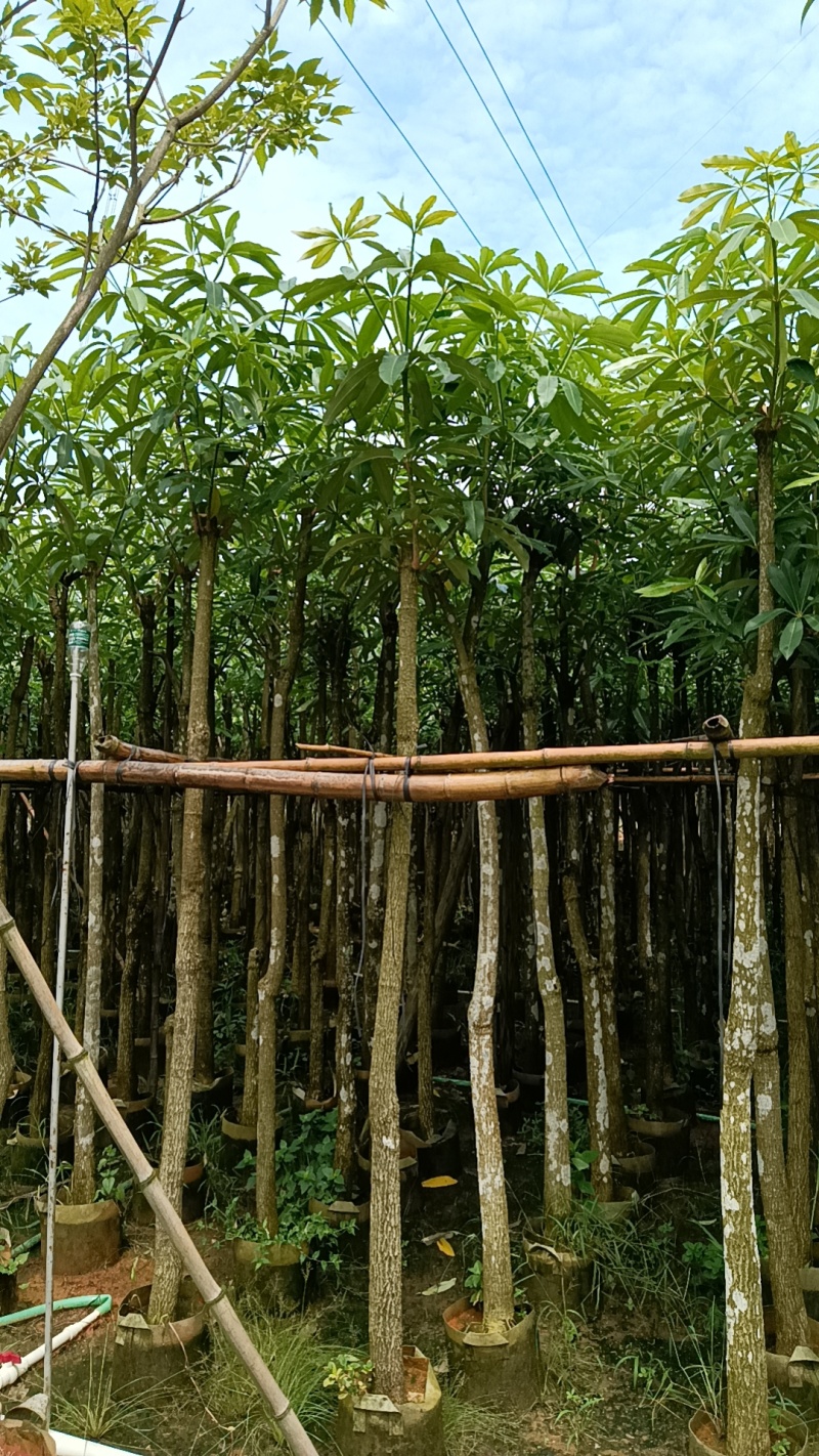 盆架子
