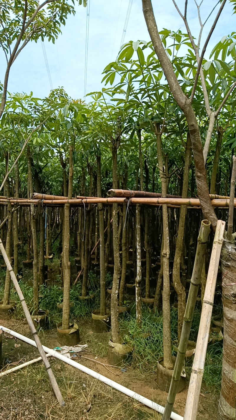 盆架子