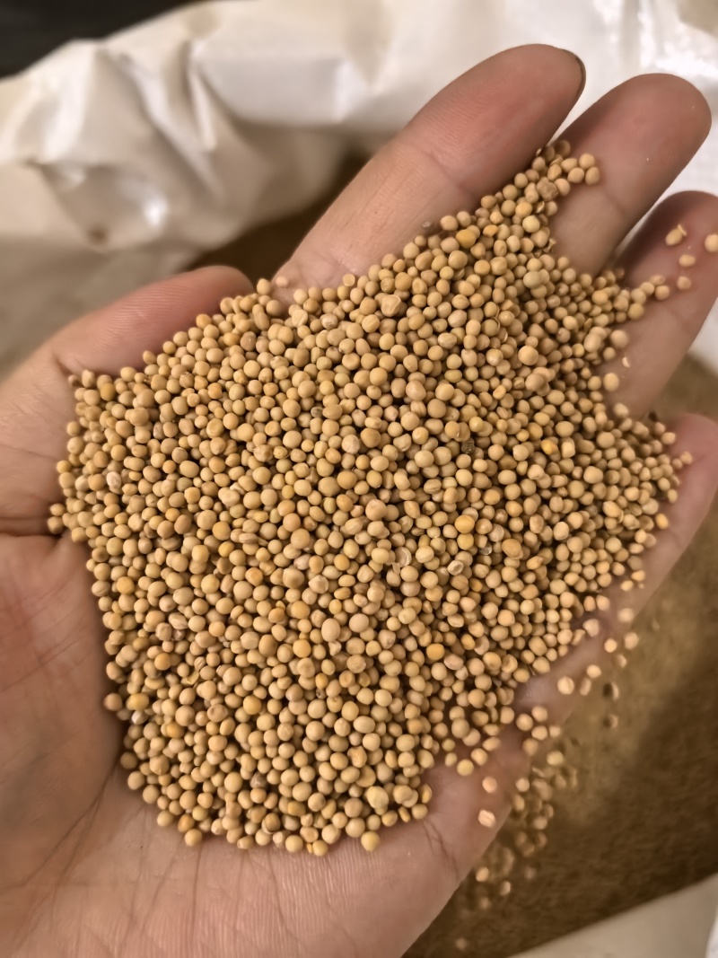 白芥子芥子多种规格七彩百草中药材批发