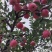 嘎拉苹果宜川
