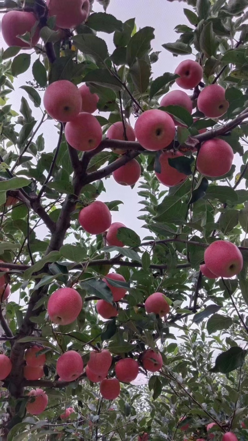嘎拉苹果宜川
