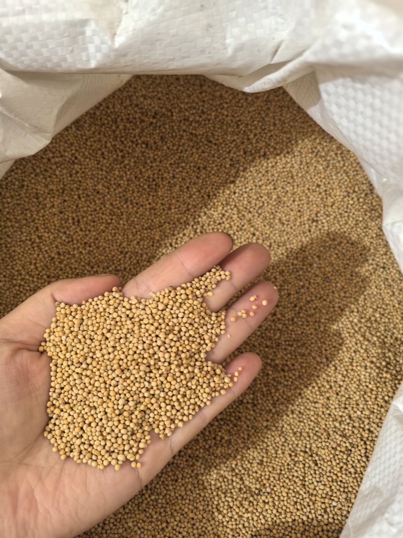 白芥子芥子多种规格七彩百草中药材批发