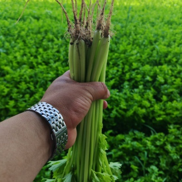 辽宁省锦州芹菜大量走货中常年有有货