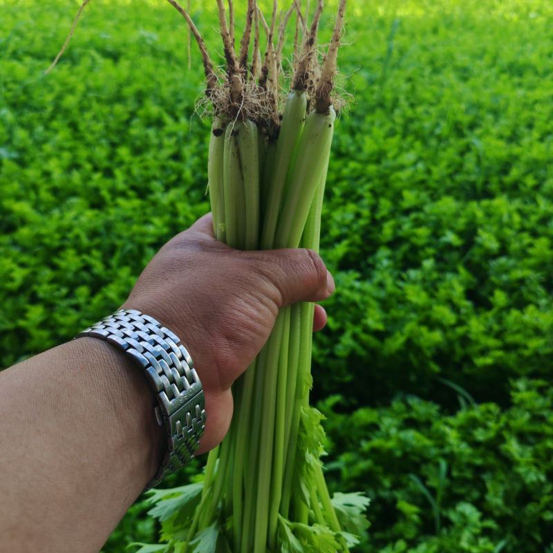 辽宁省锦州芹菜大量走货中常年有有货