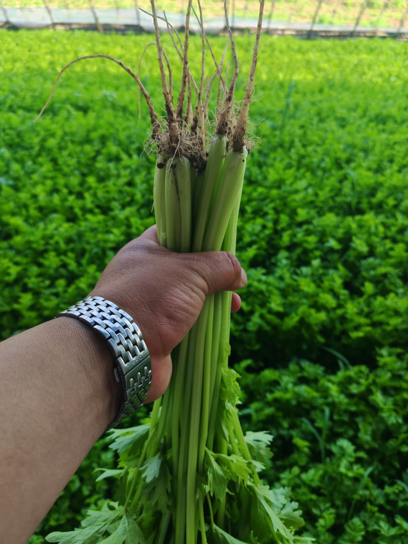 辽宁省锦州芹菜大量走货中常年有有货