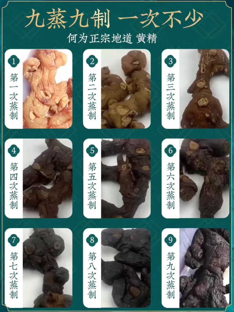 大山野生黄精百盆之百纯野生