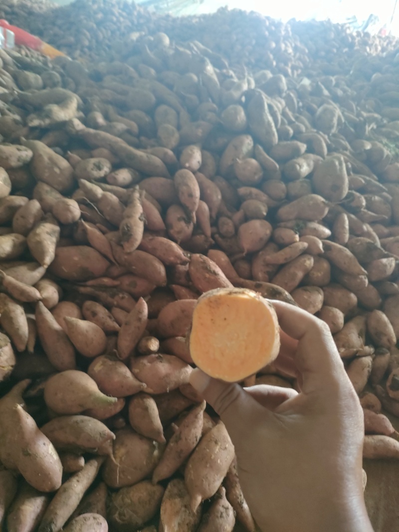 精选优质龙九红薯，大量上市支持各种规格，对应市场电商工厂