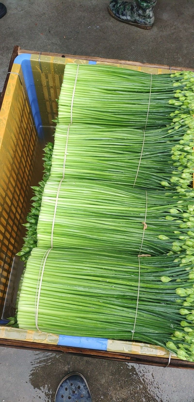 精品韭苔大量有货需要可以联系，质量**，品质保证，