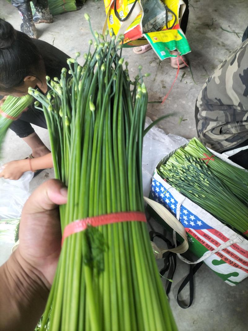 精品韭苔大量有货需要可以联系，质量**，品质保证，