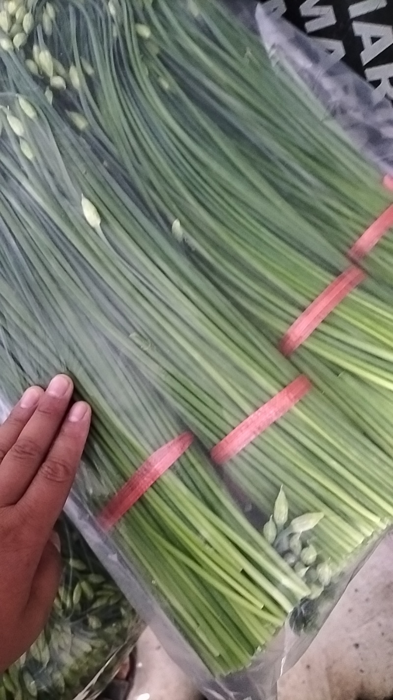 精品韭苔大量有货需要可以联系，质量**，品质保证，