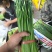 精品韭苔大量有货需要可以联系，质量**，品质保证，