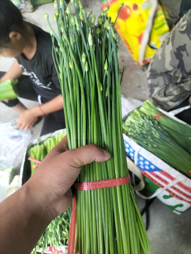 精品韭苔大量有货需要可以联系，质量**，品质保证，