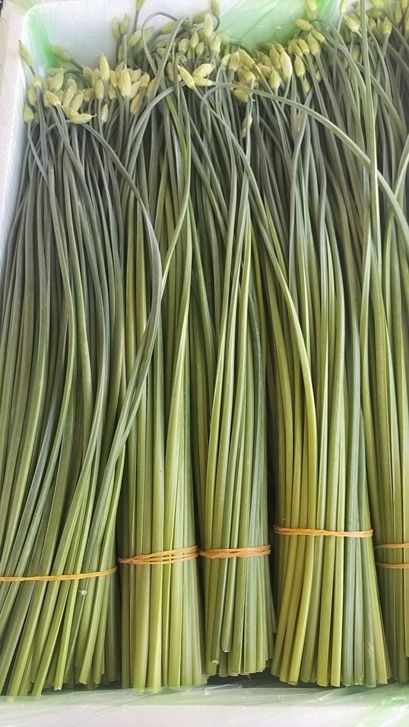 精品韭苔大量有货需要可以联系，质量**，品质保证，