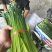 精品韭苔大量有货需要可以联系，质量**，品质保证，