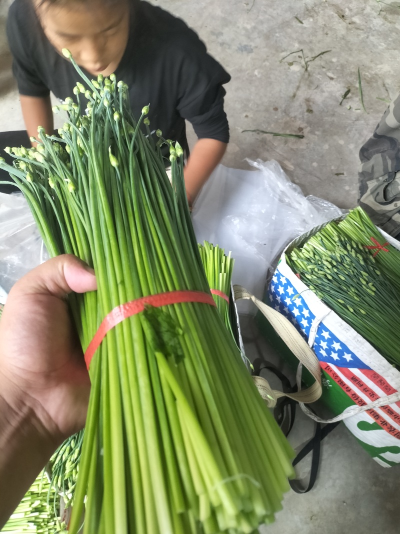 精品韭苔大量有货需要可以联系，质量**，品质保证，