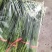 精品韭苔大量有货需要可以联系，质量**，品质保证，