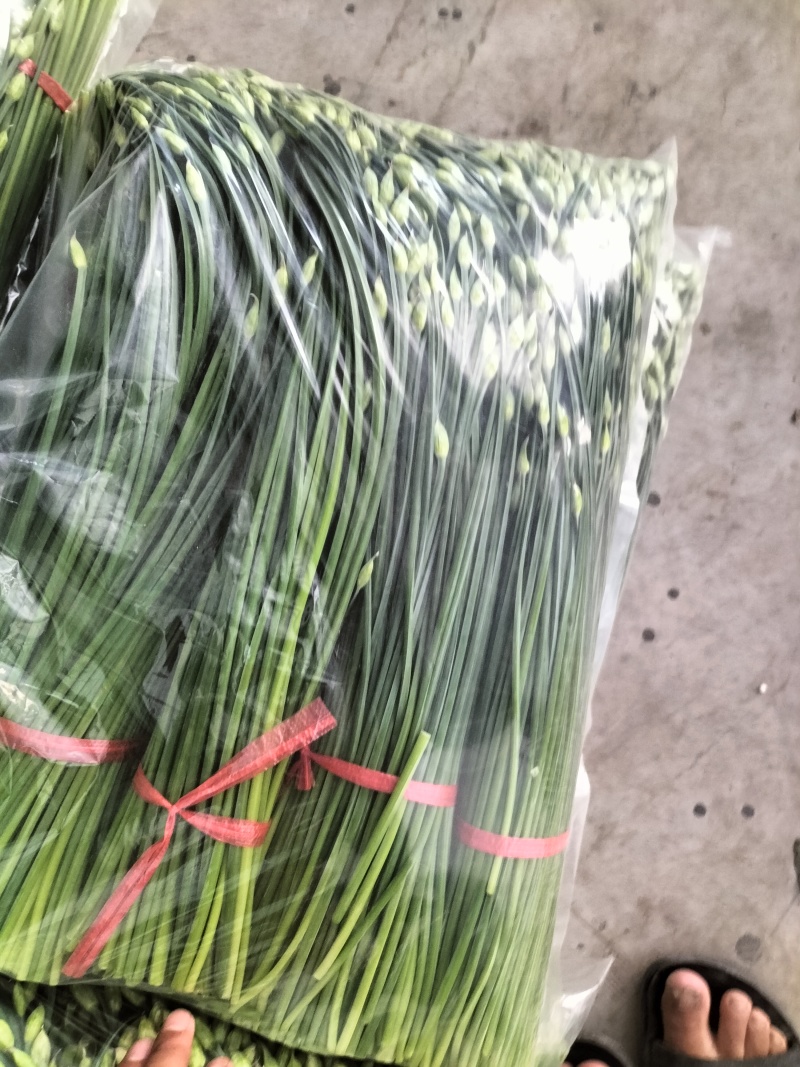 精品韭苔大量有货需要可以联系，质量**，品质保证，