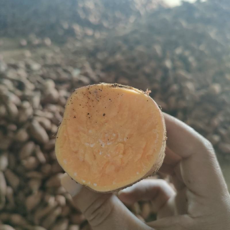 精选优质红薯龙九，支持各种规格，电商，工厂，商超，市场等