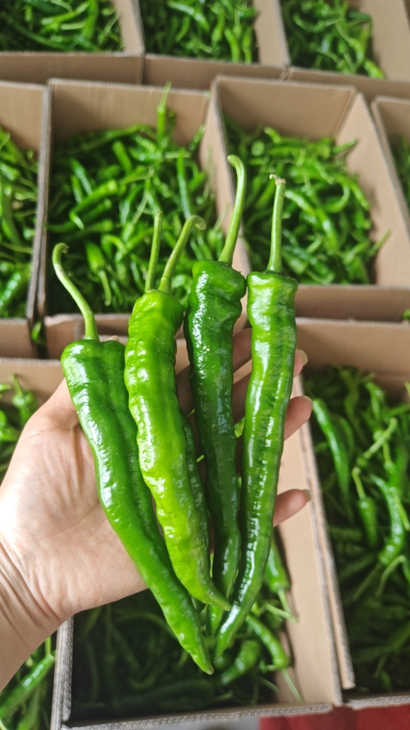 精品辣椒湘研55号大量供应现摘现发欢迎老板咨询订购