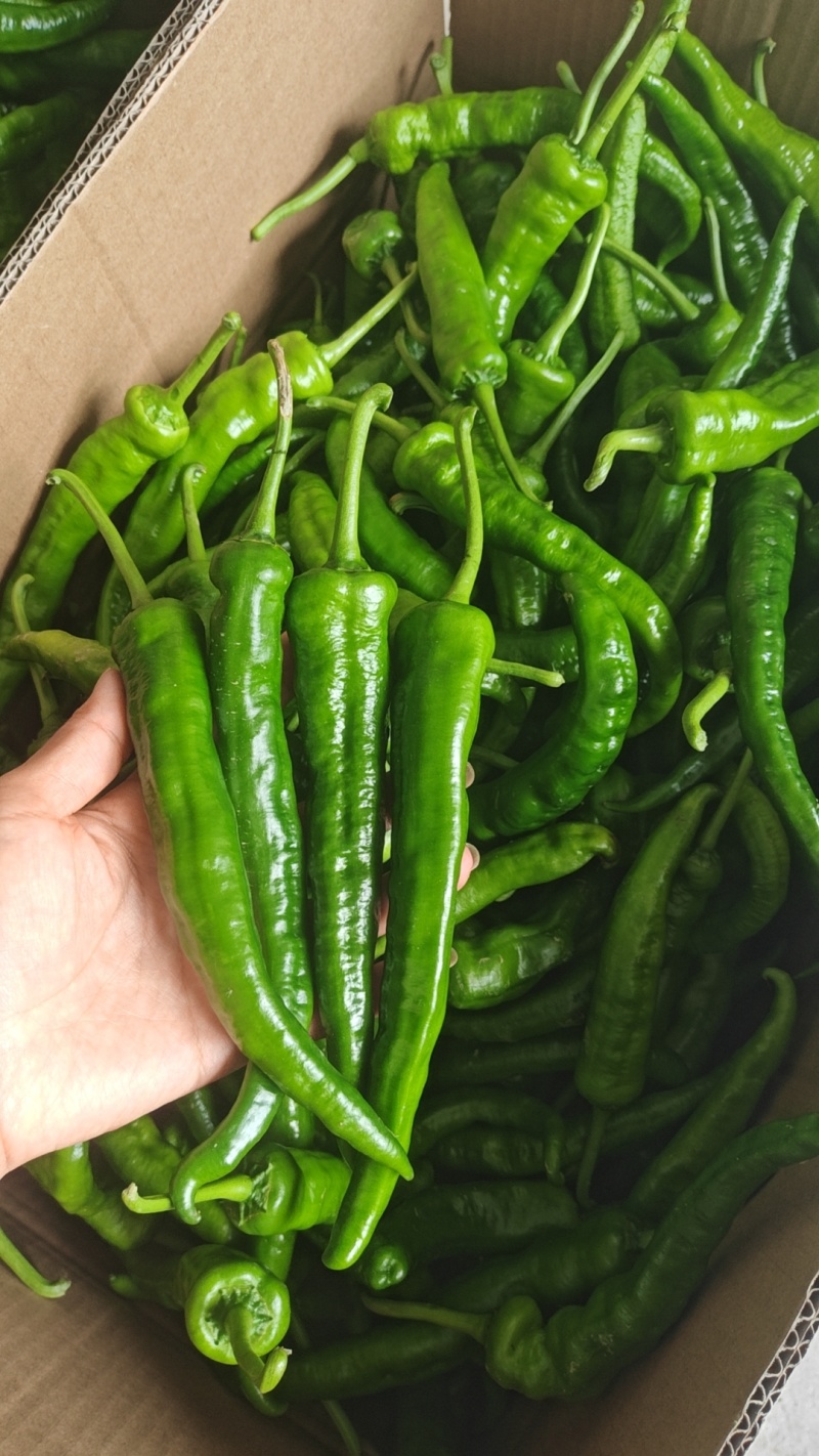 精品辣椒湘研55号大量供应现摘现发欢迎老板咨询订购