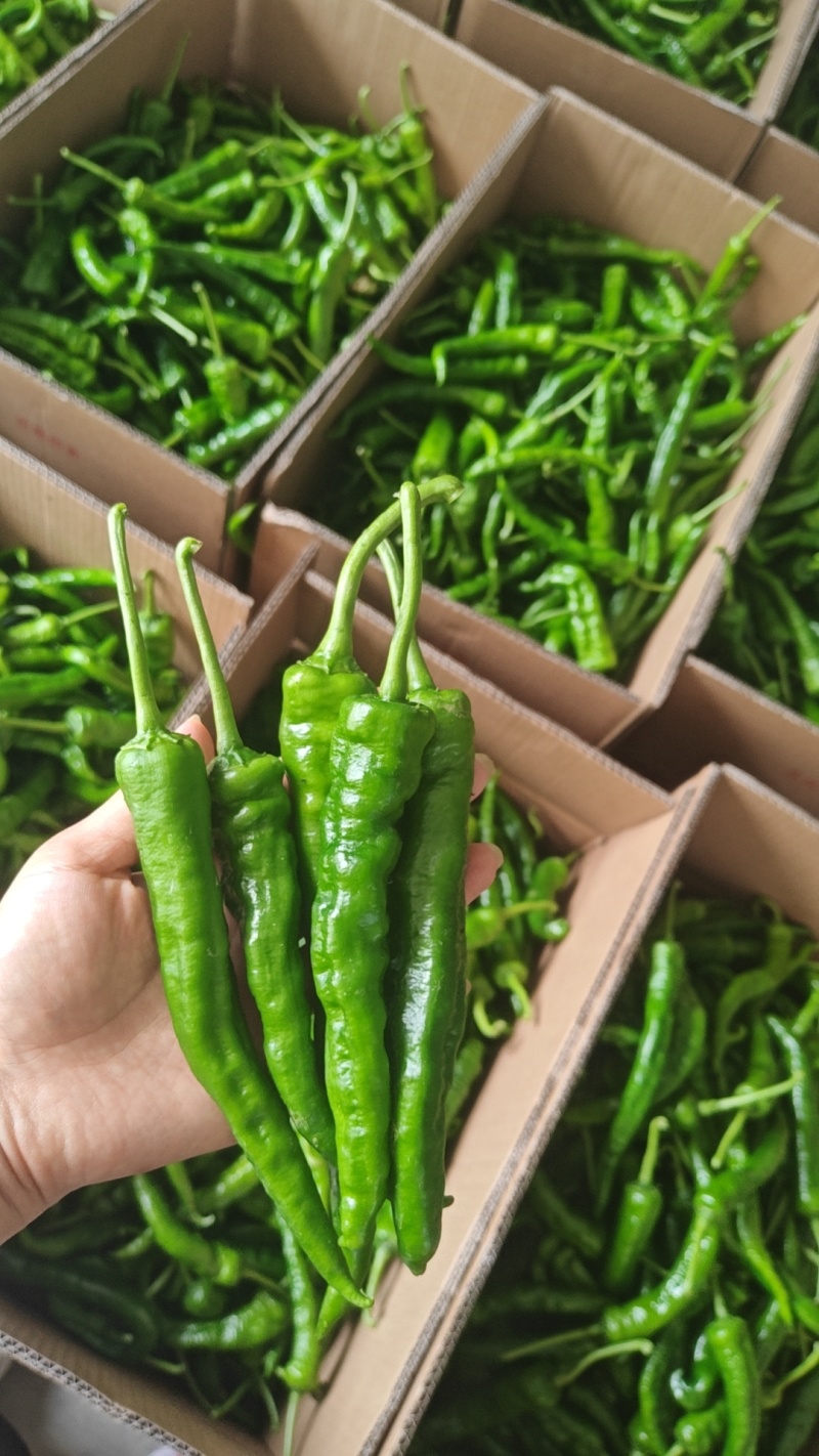 精品辣椒湘研55号大量供应现摘现发欢迎老板咨询订购