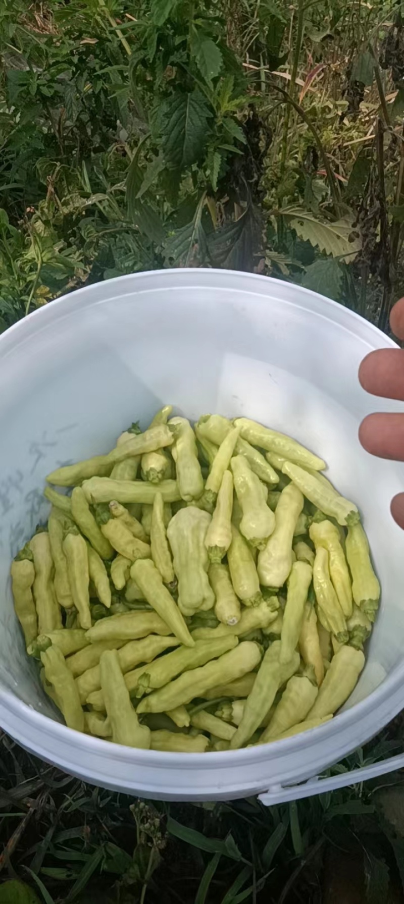 白米椒
