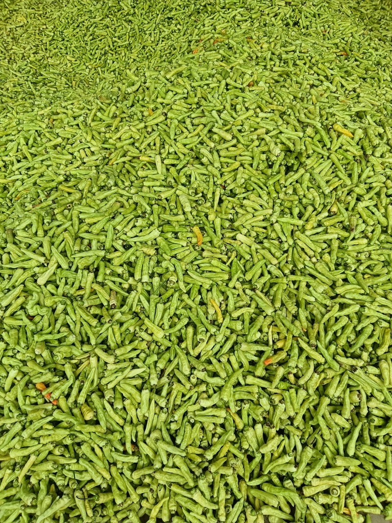 白米椒