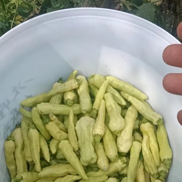 白米椒