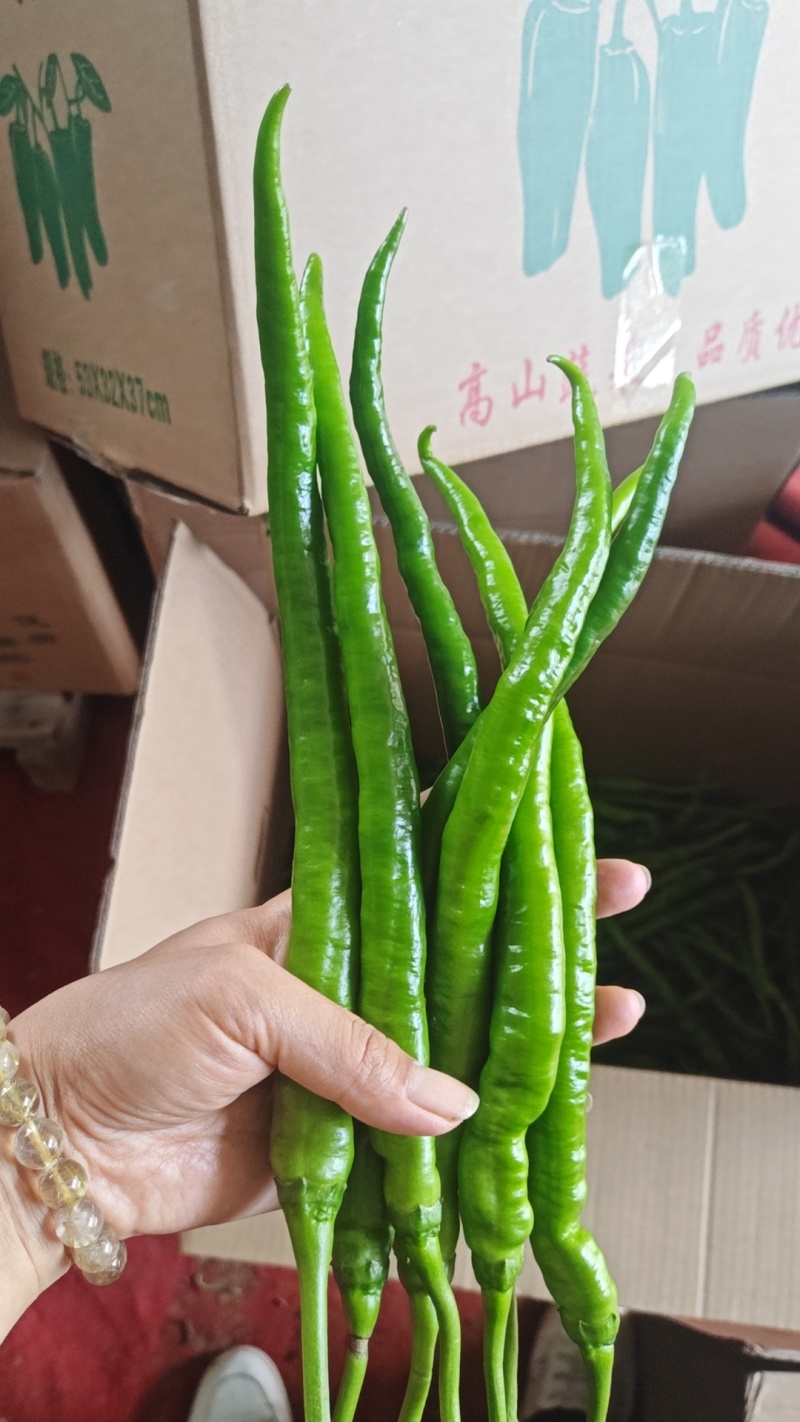 线椒产地看货量大从优价格可谈保质保量24小时在线接单