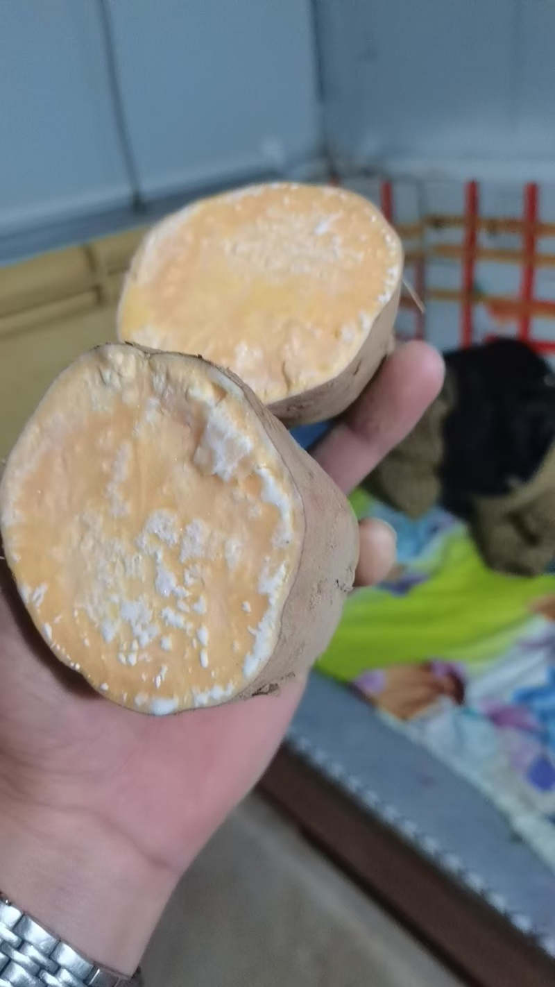 开封产地红薯大量上市欢迎各地老板选购