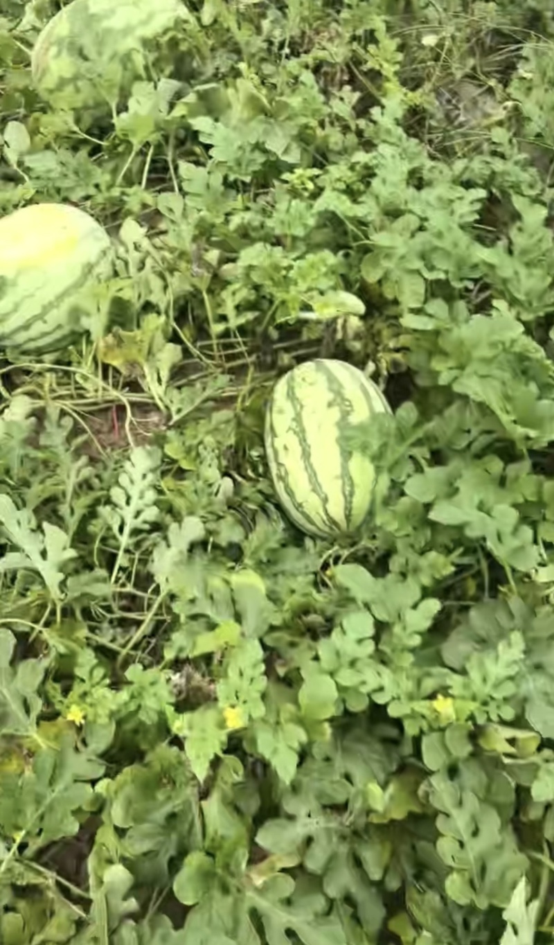 内蒙金城5号西瓜，硒砂瓜，甜王，地雷西瓜大量有货。