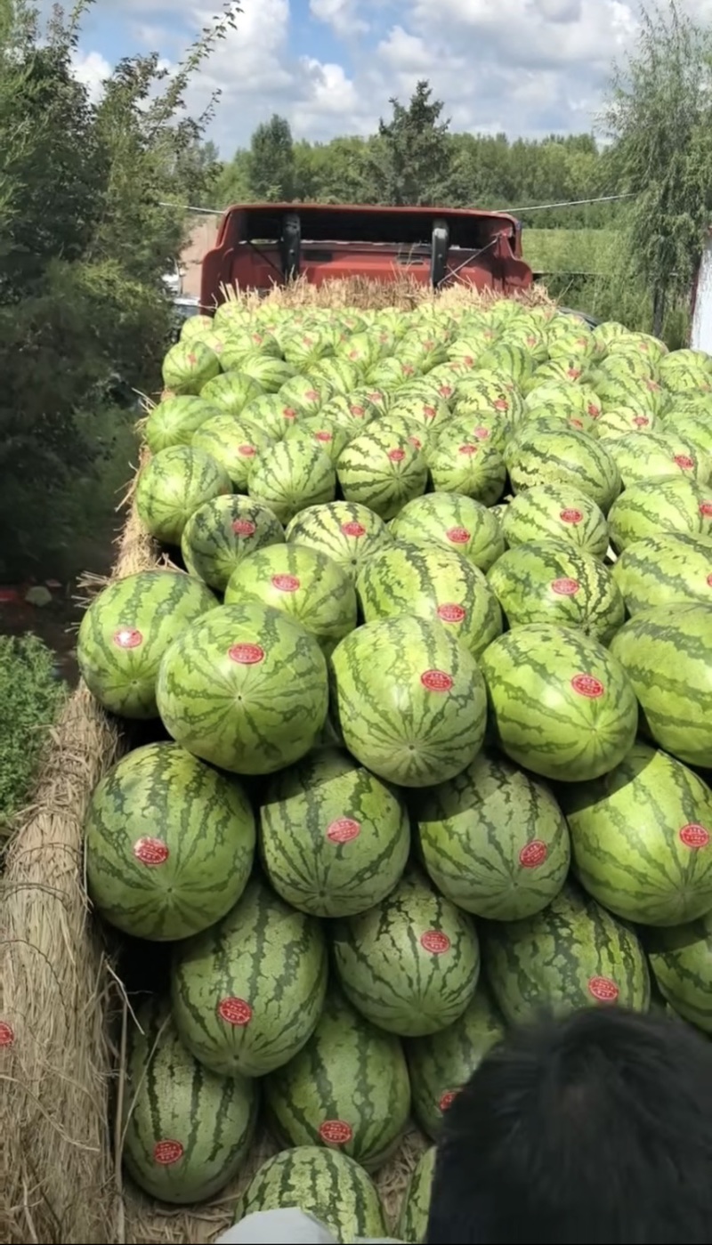 内蒙金城5号西瓜，硒砂瓜，甜王，地雷西瓜大量有货。