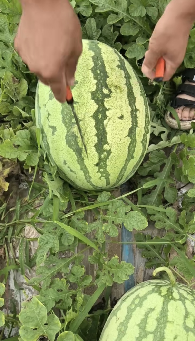 内蒙金城5号西瓜，硒砂瓜，甜王，地雷西瓜大量有货。