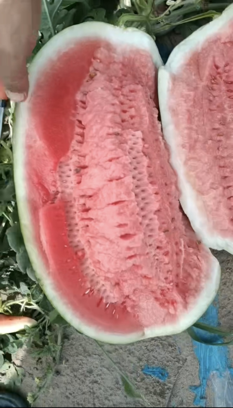 内蒙金城5号西瓜，硒砂瓜，甜王，地雷西瓜大量有货。