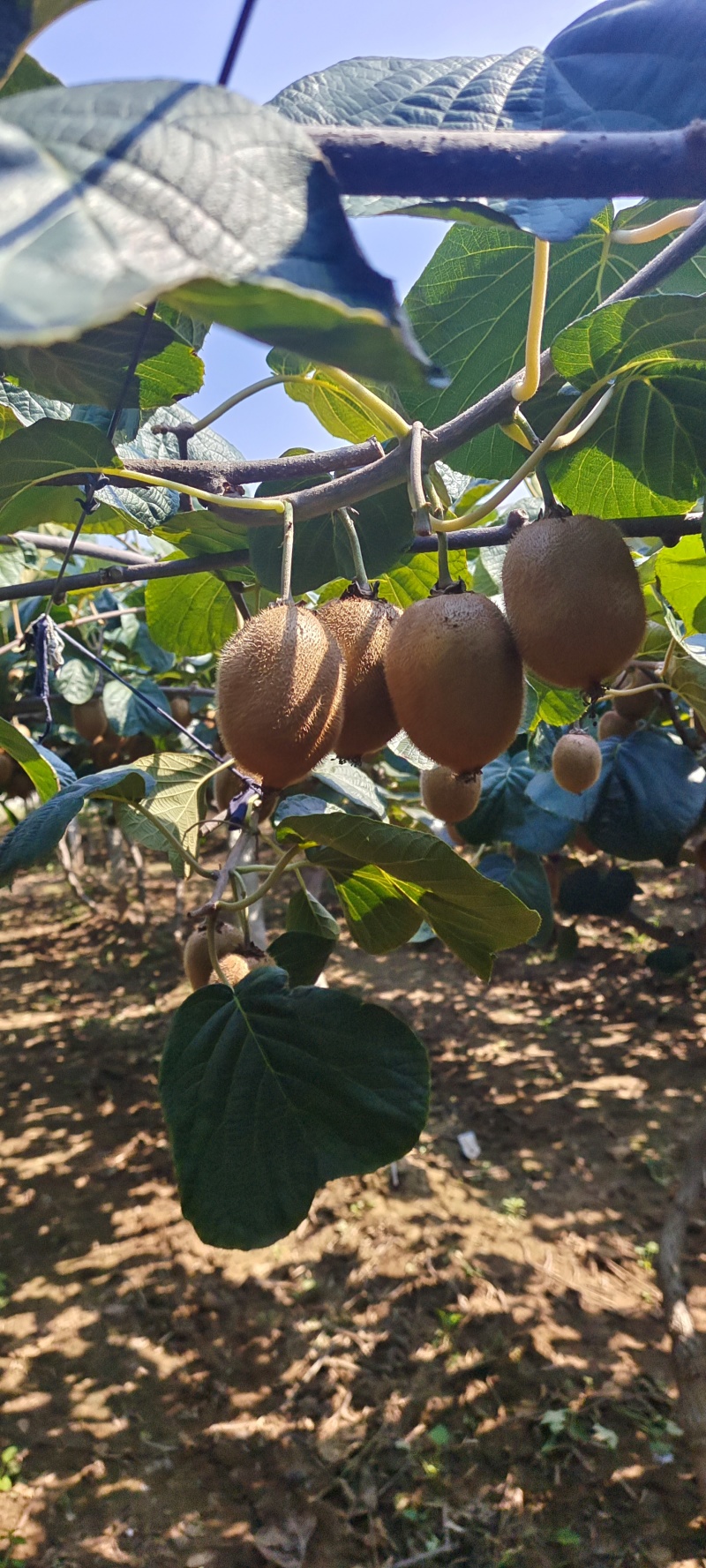 软糯香甜