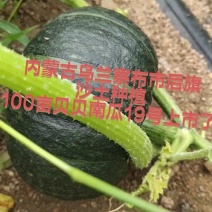 贝贝南瓜