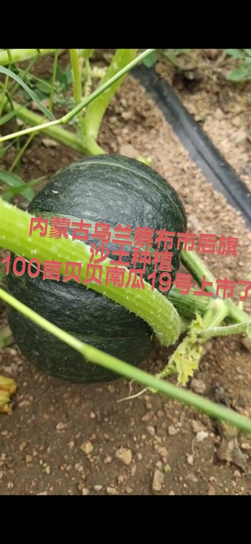 贝贝南瓜