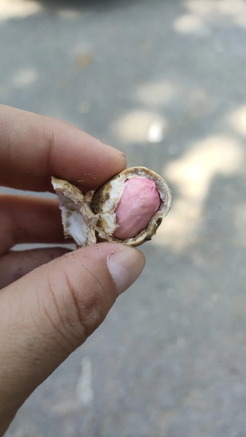 本地大白鲨，光头强，鲜花生大量上市中，欢迎各位老板前来选