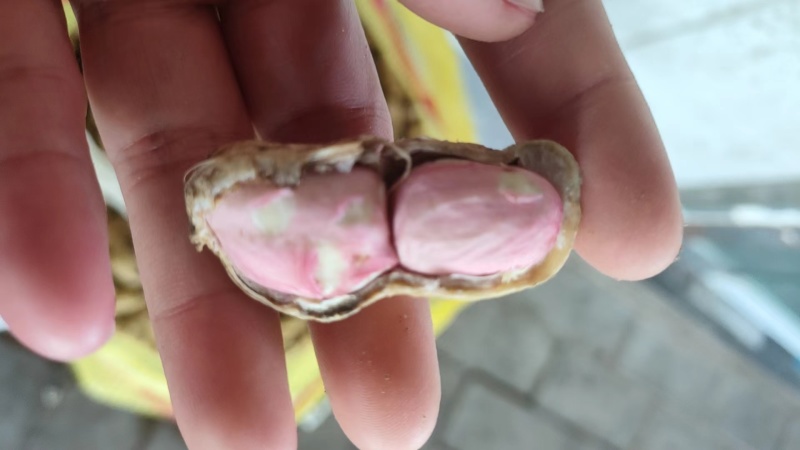 本地大白鲨，光头强，鲜花生大量上市中，欢迎各位老板前来选