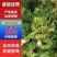 四季四季金银花（川花）原产地直销