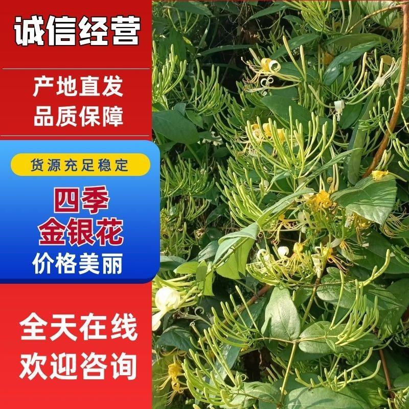 四季四季金银花（川花）原产地直销